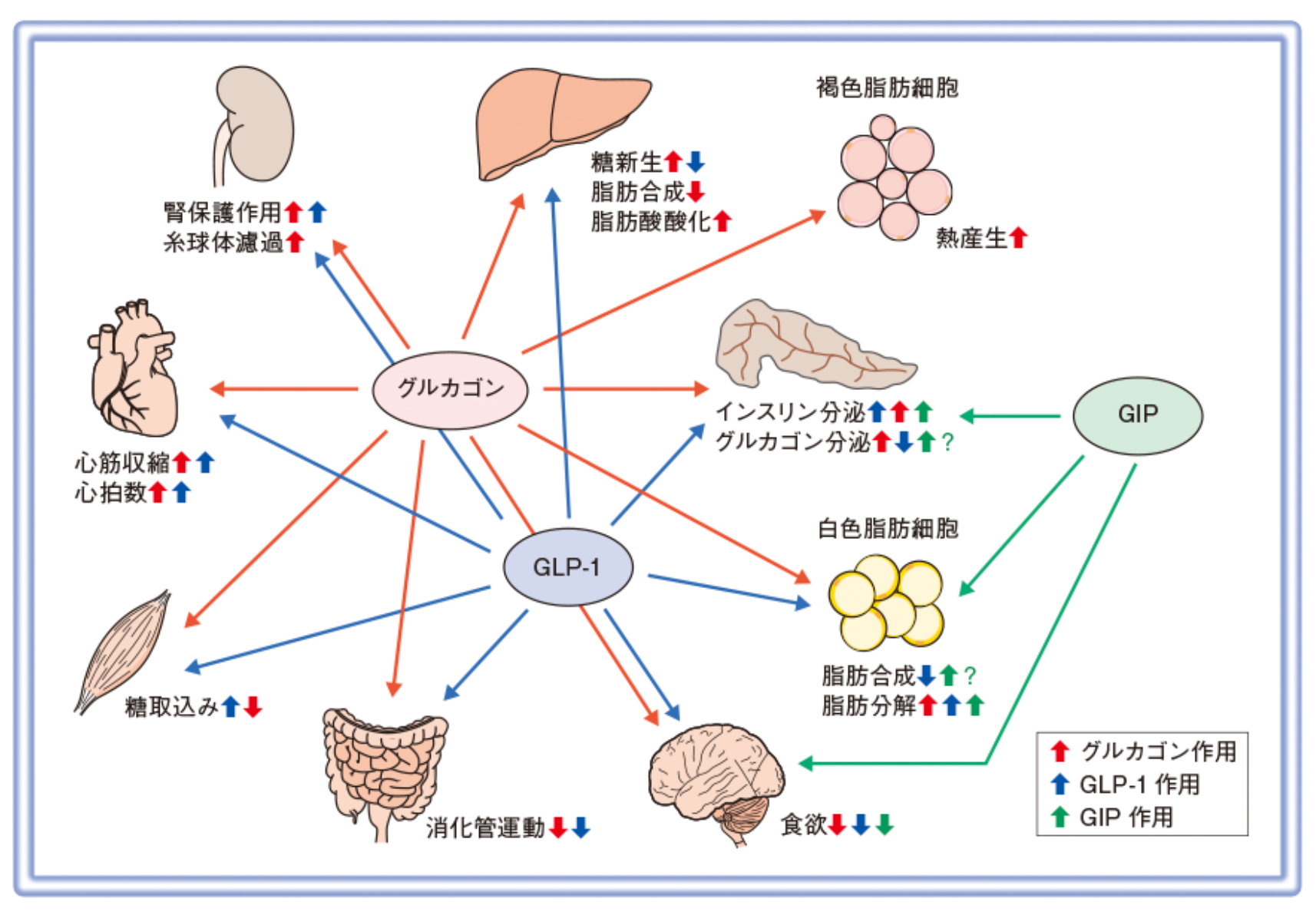 薬効のメカニズム
